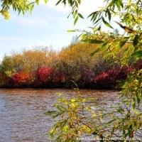 泰迪美容修剪视频,狗狗美容实操视频,宠物美容