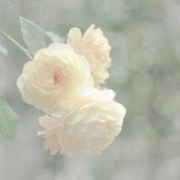 贝爷柳岩组队荒野求生,竟不认识红包!?