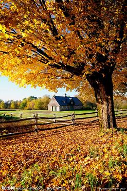 自制 袁咏仪张智霖最大分歧 陈建斌直言学员浑