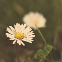 僵小鱼动画:小鱼剪坏小来哥哥的衣服,竟还说谎