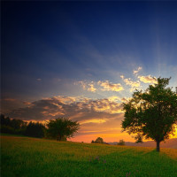 农村小伙发明的自动捕抓系统,野兔一靠近就开