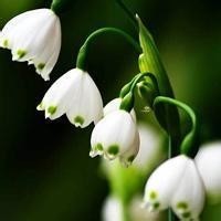 蒙古美女大丫演唱《没有你陪伴我真的好孤单》