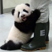 农村念念不忘的美食,带上奶狗挖点野菜,狗子太