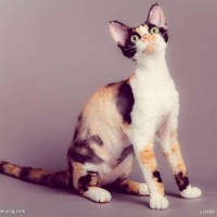 张彬彬参加2018优酷YC盛典, 主持人调侃 声音