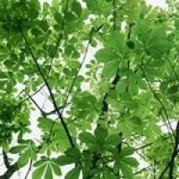 迷你世界:一分钟学会快速捕鸡小陷阱!原来方法