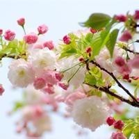 镜头下:孕妇生孩子的全过程视频!安全自然分娩