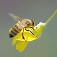 昨天收的树洞蜂,找专业伐木师傅开口