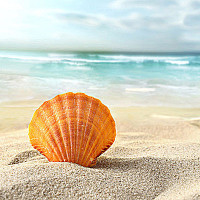 缝纫机乐队主题曲《都选C》。你是光头强吧