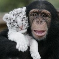 生吃活食的怪人