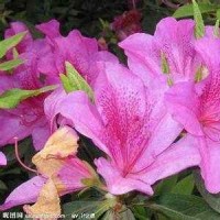 MSI季中赛RNG vs KZ英文解说--字幕版,看UZI如