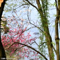 迷你世界落落小镇Ep158-呜呜呜,二货熊猫淹死