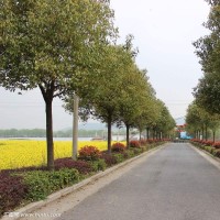 我的世界真人版:绿巨人史蒂夫不同寻常的一天