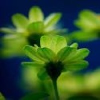 嘟拉,嘟拉,嘟拉《Dura》 舞蹈视频