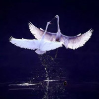 AE新手教程,视频制作滚动特效字幕