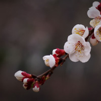 巴基斯坦人打猎:用网捕鹧鸪,狗都被捕获了.