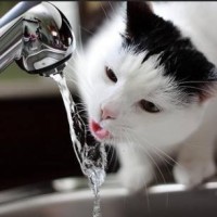 光头强唱歌真不错,改编了一首《歌在飞》,但是