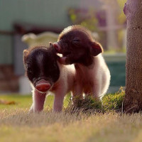 猪感冒怎么治?一个简单实用的方法告诉你