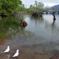 《诗经 风》咏诵会《秦风 蒹葭》朗诵者:方明
