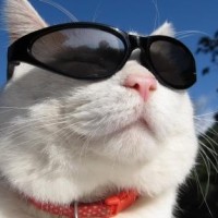 康纳的流氓步,居然让一个鸭子学会了