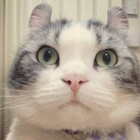 骚白不会李白王者荣耀:骚白名字跟李白无关!