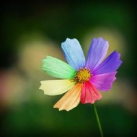 我的世界怪物学院 苦力怕变身女孩子