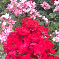 火爆的抖音的一首电音神曲,这个版本恐怕是最