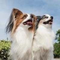 三个院子 秦岚向应采儿炫耀自己很贤惠 不料被