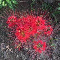 《明日之子》杨幂玩华晨宇衣服带子,台下粉丝