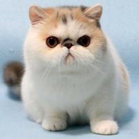 3.详解佣金,计划,推广链接,淘口令