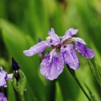 小仙女献唱英文版纸短情长,越听越好听