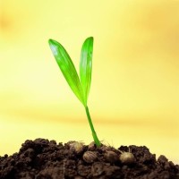 四川方言:金花哥的四川话吐槽搞笑抗日神剧视