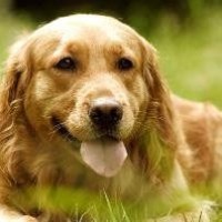 我的世界现实版解说 史蒂夫变成了狼人