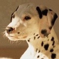 生活在日本的长毛红猩猩吃西瓜,西瓜不是在日