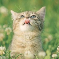 板娘日报:王者荣耀峡谷狂欢五军对决新玩法最