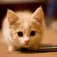 好萌旁边的狗不停的亲亲它狗狗含着馒头一脸委