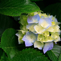 韩国人眼中的中国玩过微信的韩国笑星申奉仙