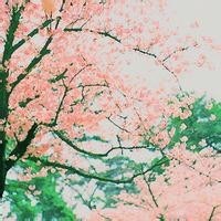 DIY:穿文胸总会露肩带怎么破?这个小妙招让你