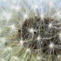 《小伶玩具》小玲组织的芭比娃娃时装秀