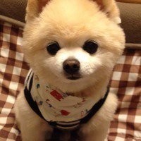 2017年全球最火5首神曲,第四首单曲循环好多