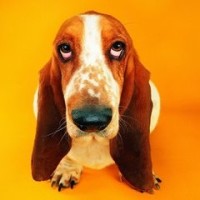 一起喵喵喵,主播小潘潘原唱MV《学猫叫》