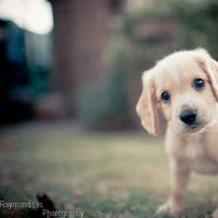 奔跑吧:青龙古镇歌唱大赛,陈赫为评委献殷勤