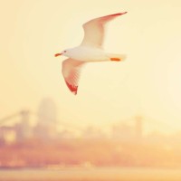 《小伶玩具》日本食玩,超级大王国布丁来了!