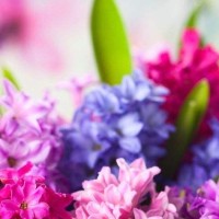 《海草舞》鞠婧祎PK李艺彤,明显李艺彤更胜一