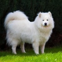 不用电饭锅,教你用炒锅做肉枣焖饭,学会连菜都