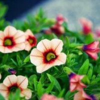 旋风战车队:飚速重回赛车比赛,能赢克莱瑟取得