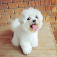 金毛轮胎真聪明不是主人的话一样能懂,成精了