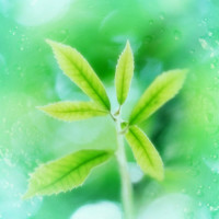 豫剧《朝阳沟》经典选段 咱两个在学校整整三