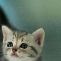 世界十大禁养名犬,比特,犬界中的战神!最后一个