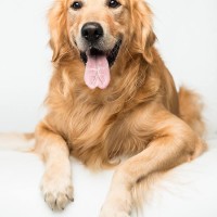 男人养母狗妹子养公狗就这样加了微信我也想养