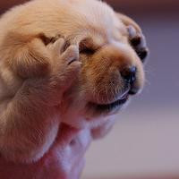 蜜蜂少女队-徐梦洁彩虹爱跳舞记录